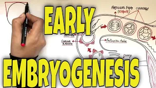 What is Fertilization, Gastrulation and Neurulation - Overview