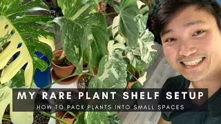 Plant Tour - My Rare Plants Shelf Setup - How To Maximize Space | Ep 10