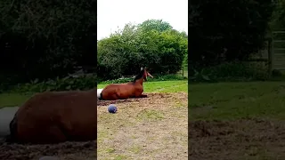 After your horse has had a bath and massage💆‍♂️, trust him to find the dirtiest place to roll 🤦‍♀️