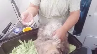 Magic matt removal on a cat