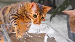 Why do Cats like to Play in Water?ㅣDino cat