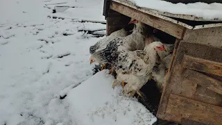 Як  мої кури  вперше  побачили сніг ... // ПРИСАДИБНЕ  ГОСПОДАРСТВО.