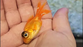 Don't Watch This Video If You Like Cute Goldfish!