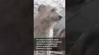 Shelter in Donetsk, Ukraine Evacuates Animals to Russia