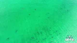 15-20 sharks spotted at Pensacola Beach