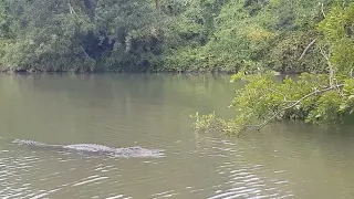 Crocodile sighting at ranganathittu