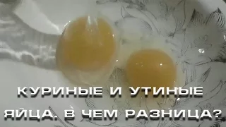 Куриные и утиные яйца  В чем разница