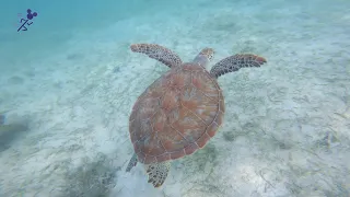 Swimming with Sea Turtles in St. John US Virgin Islands