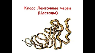 Класс Ленточные черви (Цестоды). Бычий и свиной цепни.