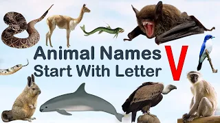 Animal Names start with Letter V, Spelling, Picture #vocabulary #animals #explore #100 #animalslover