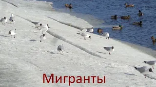 Чайки Твери. Часть 2: Мигранты