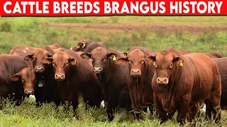 ⭕ Cattle Breeds Brangus History ✅  Brangus Cattle  // Bulls