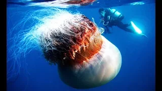 Jellyfish Invasion - Deepsea Oddities
