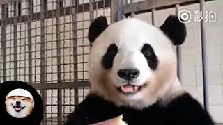 Panda syö bambua tunnin
