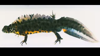 Southern Crested Newt Courtship Dance