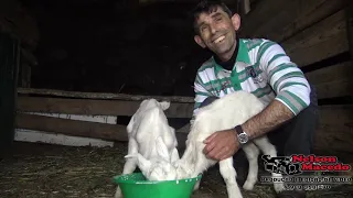 1º Vídeo - Memórias Vivas da Tradição - Alma da Fajã 2019 - Ilha São Jorge Açores