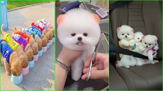 Tik Tok Chó Phốc Sóc Mini 😍 Funny and Cute Pomeranian #120