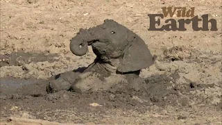 Baby Elephant Plays In The Mud