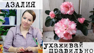 Комнатное растение Азалия или Рододендрон - уход в домашних условиях.