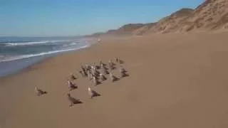 Seagulls at the Monterey Bay