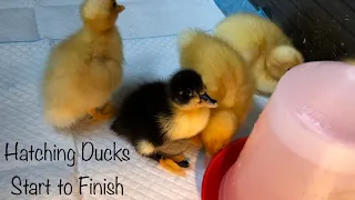 Incubating Duck Eggs & DIY Chick Brooder | Supermarket EGGS 🥚
