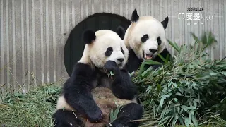CUTE PANDA.Guess who's the mom and who's the son. panda Bao Bao and Bao Li