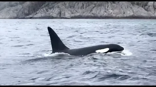 Unentdeckt -  Nusfjord - Angelneuland auf den Lofoten - Hochseefischen auf Dorsch, Köhler, Leng