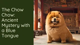 The Chow Chow: Ancient Mystery with a Blue Tongue