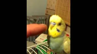 Disco 2 talking budgie