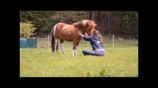 Yakari - 4 Years' pony