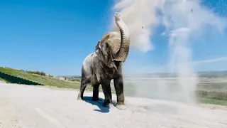 Слонихи после купания - припудрились сами и всех вокруг. Тайган. Elephant in Taigan.