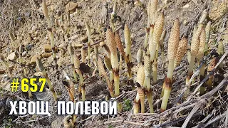 Хвощ полевой | Жизнь на Юге