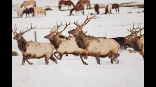 Where Wildlife Meets the Road - Advancing Safe Passages in the Roaring Fork Valley