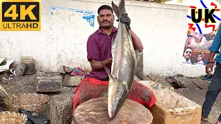 MASSIVE COBIA FISH CUTTING | FISH CUTTING SKILLS | FISH CUTTING VIDEOS #kasimedu | UK SONS MARINE