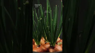 Green onions - 15 Days Timelapse