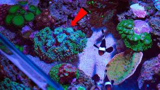Feeding Corals and Saltwater Aquarium Fish