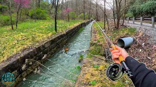 Fly Fishing a Tiny Urban Roadside Creek! (Fishing for Brown Trout and Rainbow Trout)