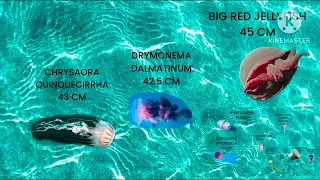 JELLYFISH SIZE COMPARISON