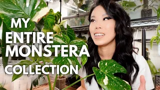My entire monstera collection + my current monstera wishlist!
