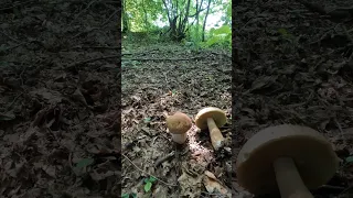 Boletus reticulatus/aestivalis, spring Bolete/Steinpilze #shorts #new #viral #trending #nature #wood