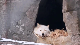 Laziest Wolf Almost Howls (part 6)