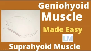 Geniohyoid | geniohyoid muscle | geniohyoid muscle action |geniohyoid muscle function |