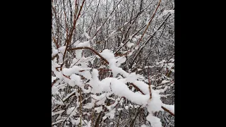 Мне белая вьюга уронит в ладони...