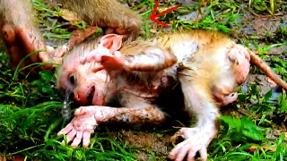 Oh God Help!... Pitty Cute Baby Monkey... l Please Mom... l Nice Clip Video baby Monkey
