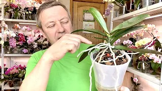 HOW TO REJUVENATE an orchid with aerial orchid roots and split into TWO detailed video