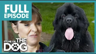 165LBS Newfoundland is Unaware of His Size😱 | Full Episode | It's Me Or The Dog