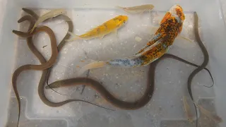 Amazing Fishing Fish | Capture and observe creatures upstream of rivers Near My Village. Eel Koi
