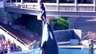 KILLER WHALE THROWS TRAINER IN AIR AT SEA WORLD, SAN DIEGO CALIFORNIA 2009