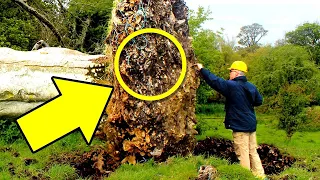 The Roots Of This Tree Exposed An Amazing Discovery After A Hurricane