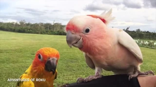 Cockatoo, Quaker, Sun Conure & Macaw Free Flight